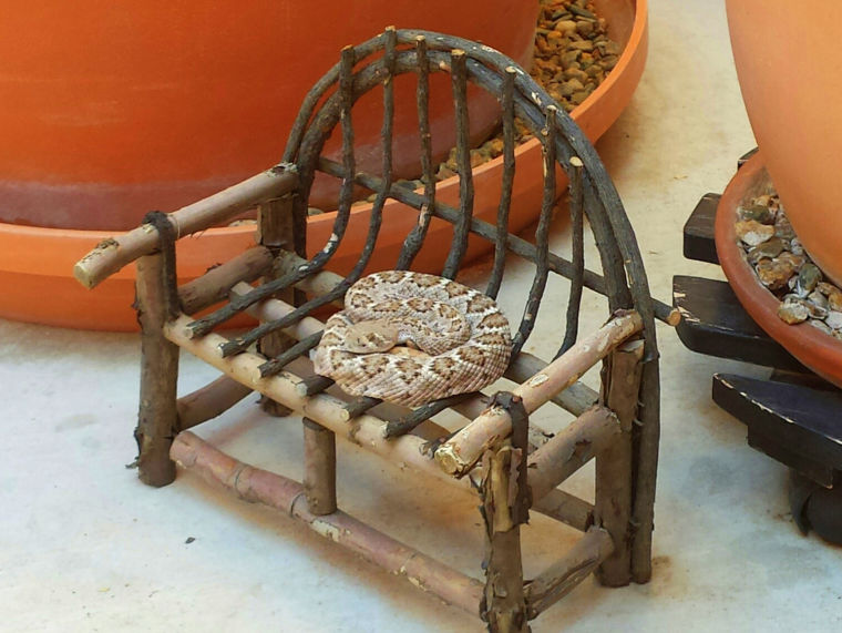 Snake on a bench